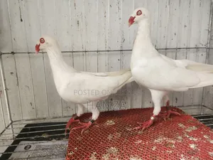 White Danish Running Pair (Pakistani)