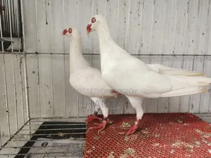 White Danish Running Pair (Pakistani)
