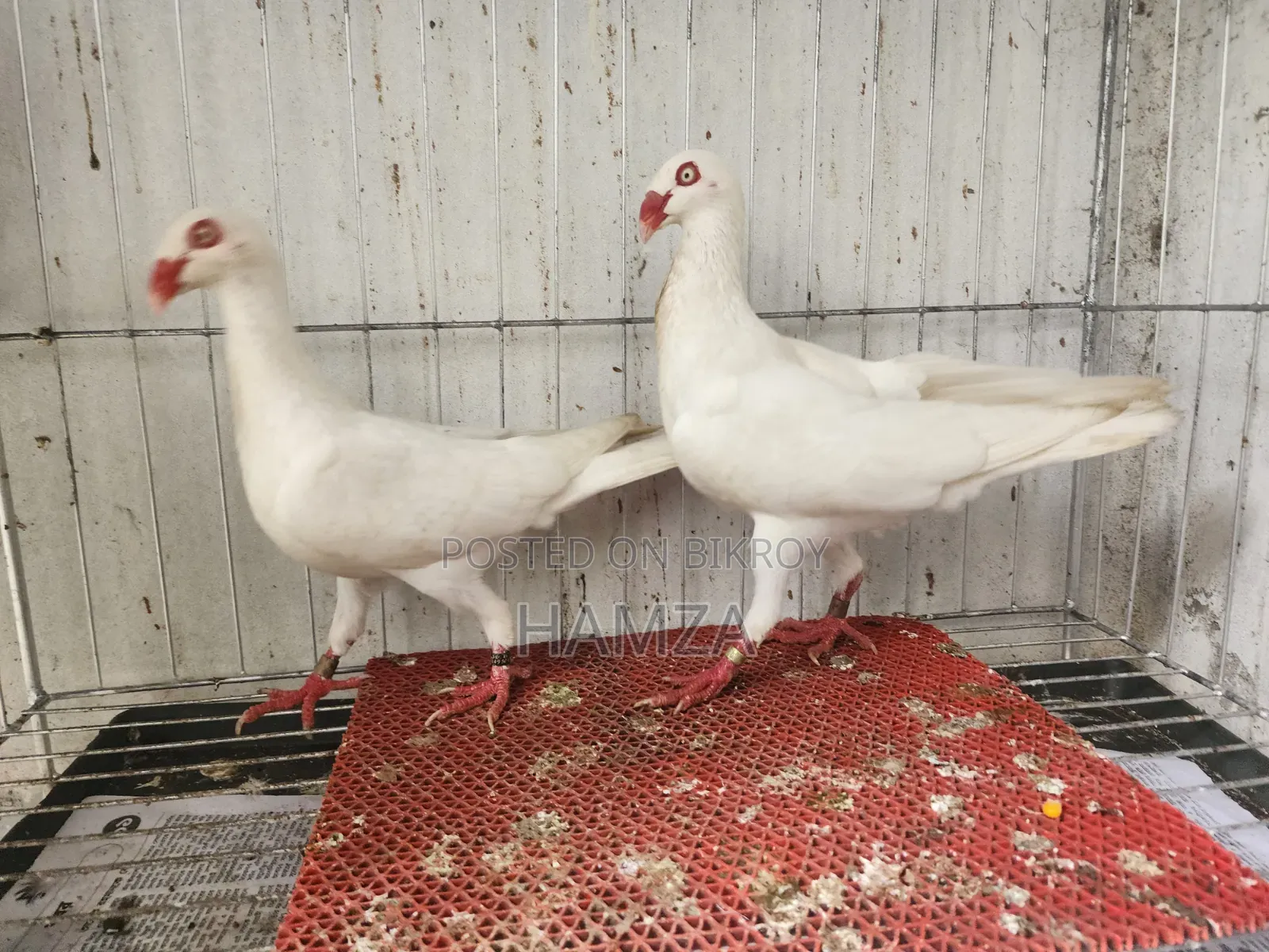 White Danish Running Pair (Pakistani)