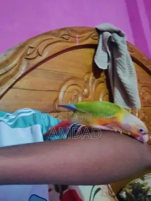 Half Tame Pineapple Conure Bird Price Not Fixed