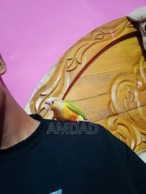 Half Tame Pineapple Conure Bird Price Not Fixed