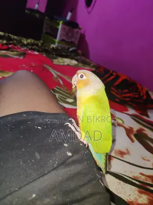 Half Tame Pineapple Conure Bird Price Not Fixed