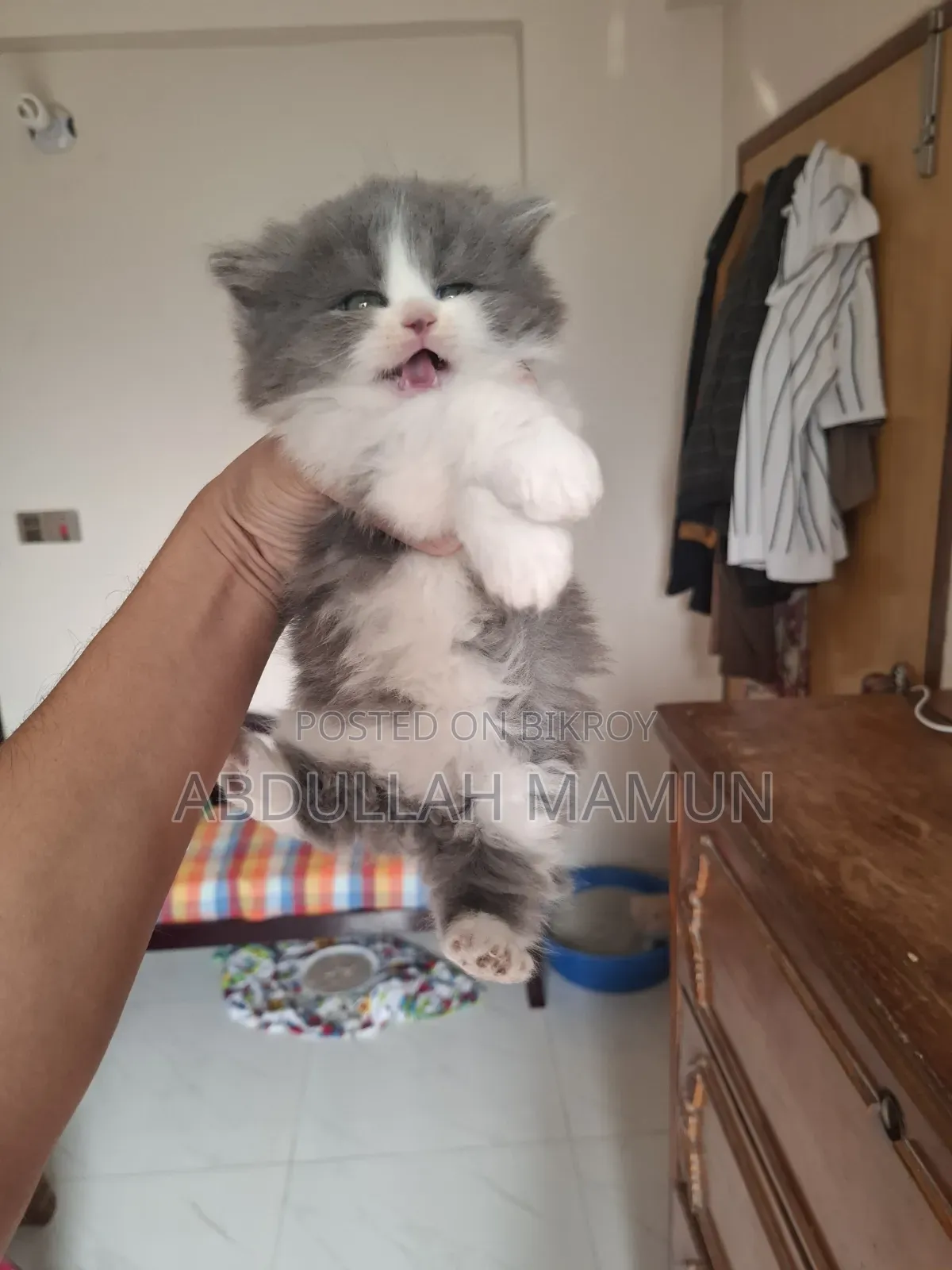 1-3 months Female Purebred Persian