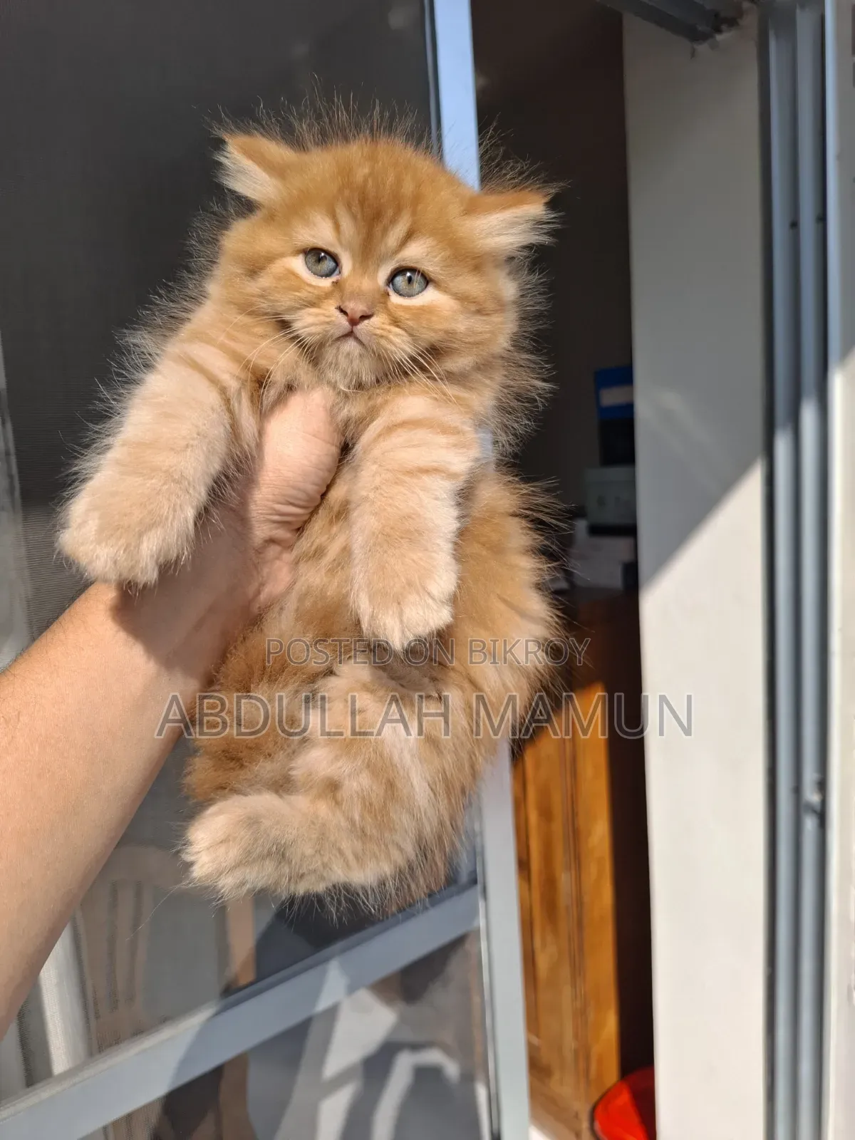 1-3 months Female Purebred Persian