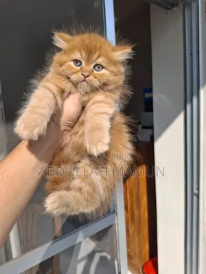 1-3 months Female Purebred Persian