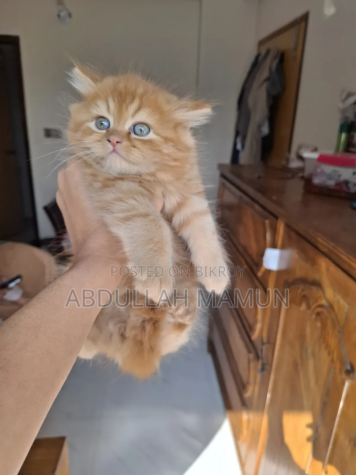 1-3 months Female Purebred Persian