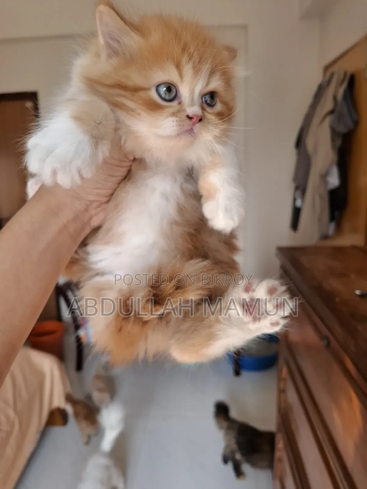 1-3 months Female Purebred Persian