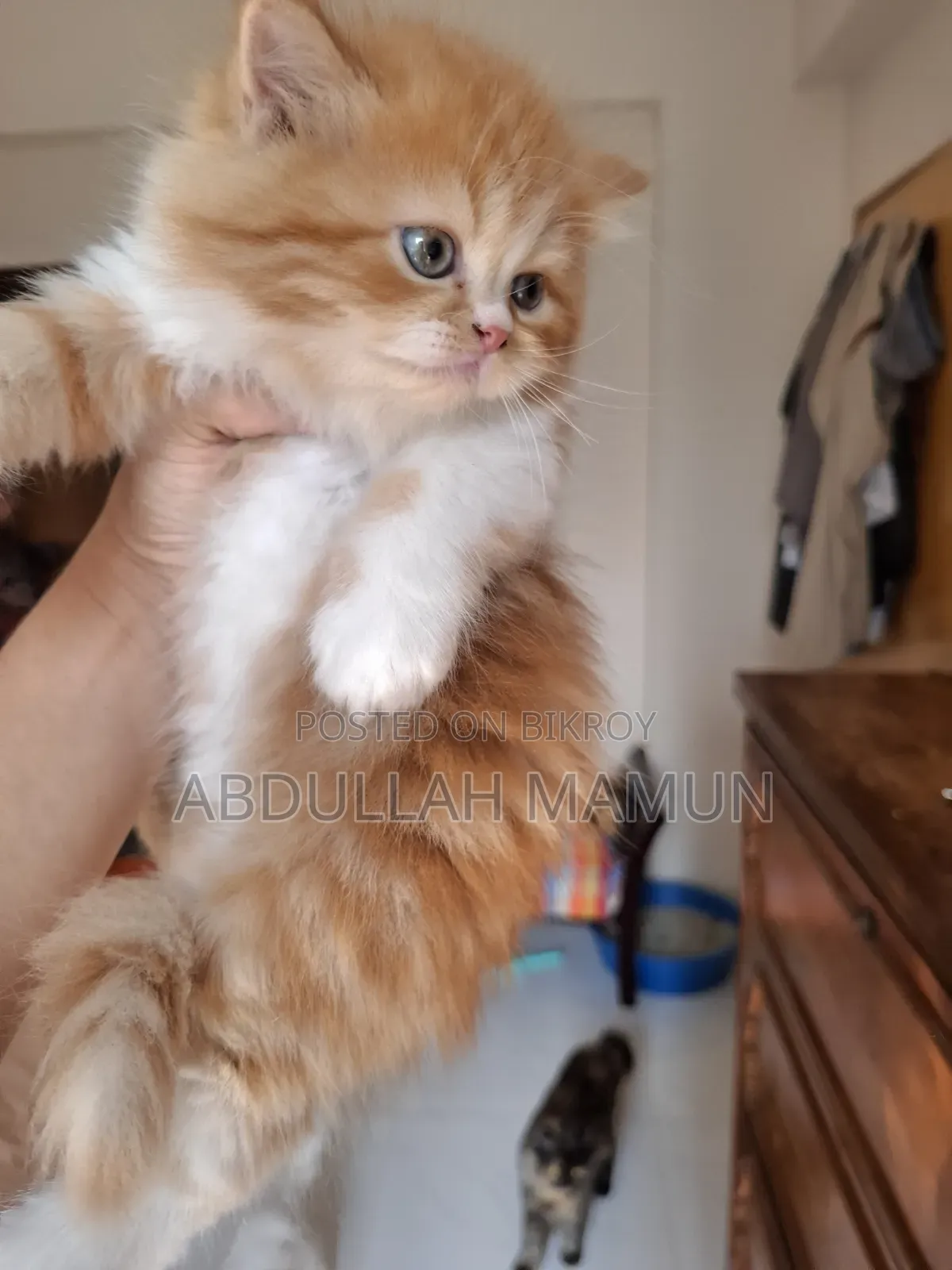 1-3 months Female Purebred Persian