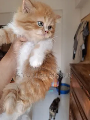 1-3 months Female Purebred Persian