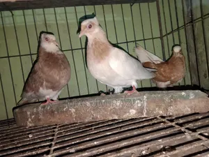 কিছু সব ধরনের  গরয়া কবুতার বিক্রি করা হবে