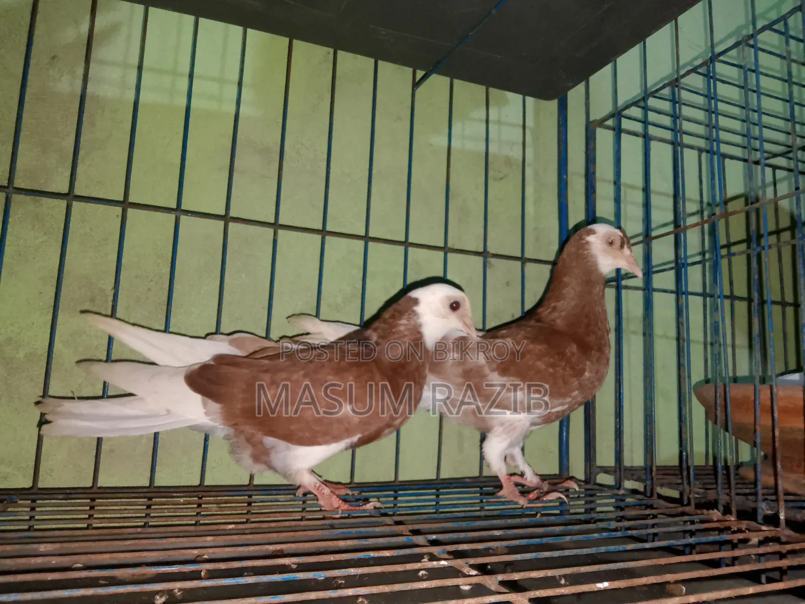 কিছু সব ধরনের  গরয়া কবুতার বিক্রি করা হবে