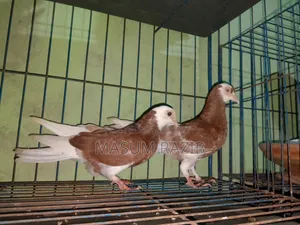 কিছু সব ধরনের  গরয়া কবুতার বিক্রি করা হবে
