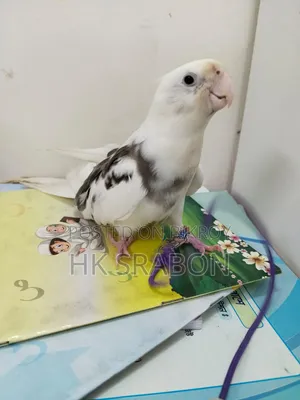 কোকাটেল মেল