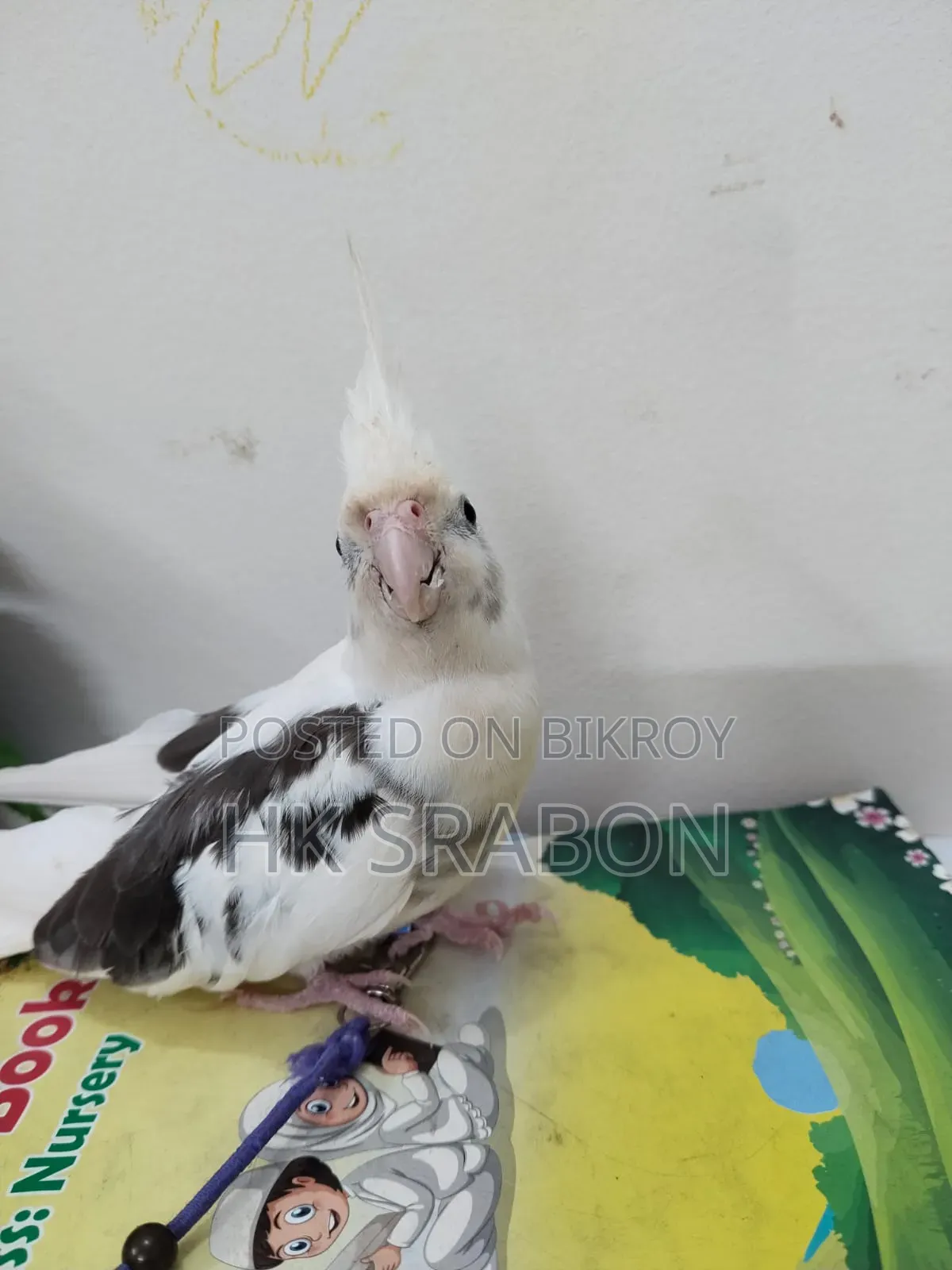 কোকাটেল মেল