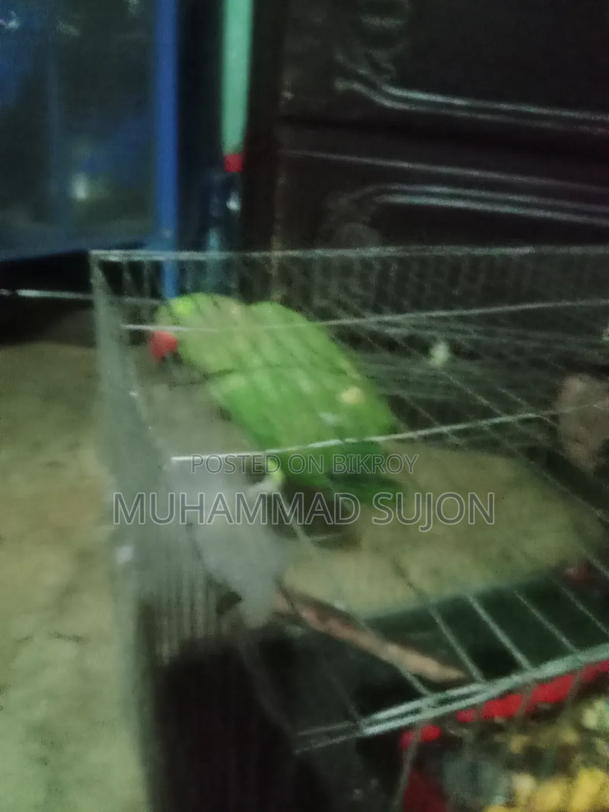 টিয়া পাখি গ্রামের বাড়ি থেকে আনা হয়েছে বিক্রি করা হবে
