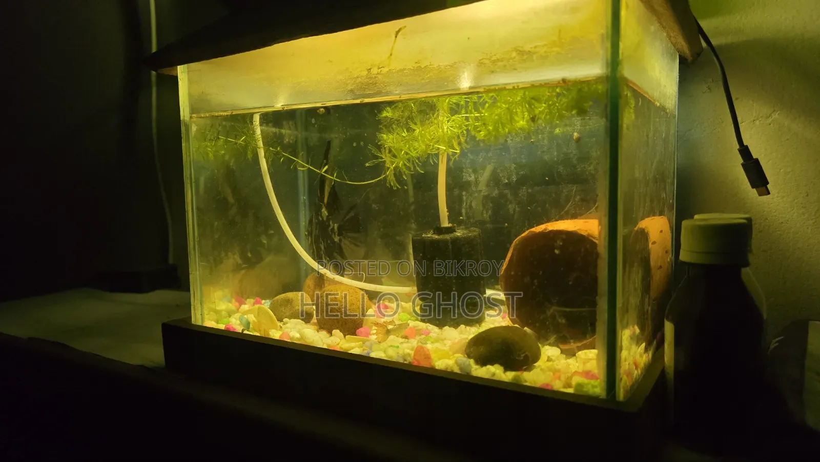 Medium Size Aquarium