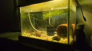 Medium Size Aquarium
