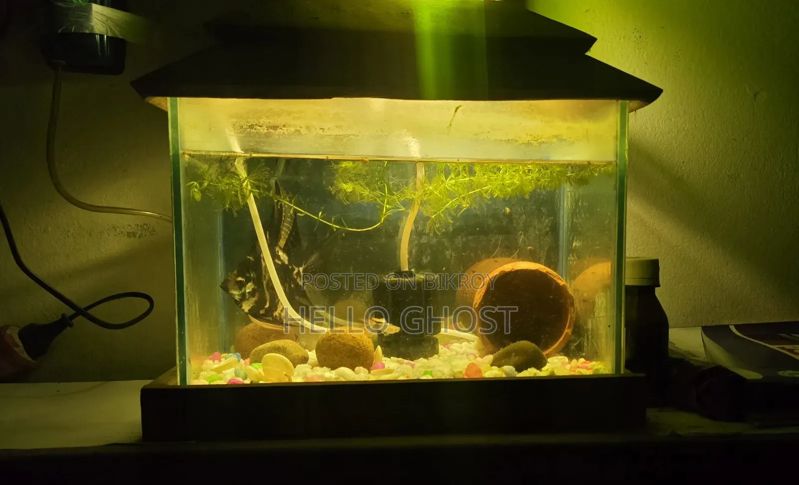 Medium Size Aquarium