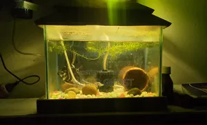 Medium Size Aquarium