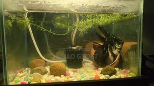 Medium Size Aquarium