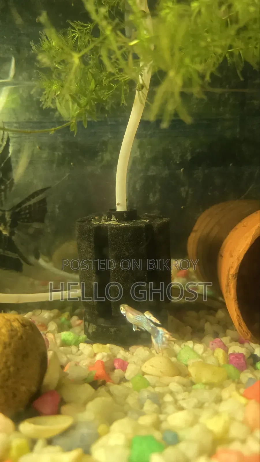 Medium Size Aquarium
