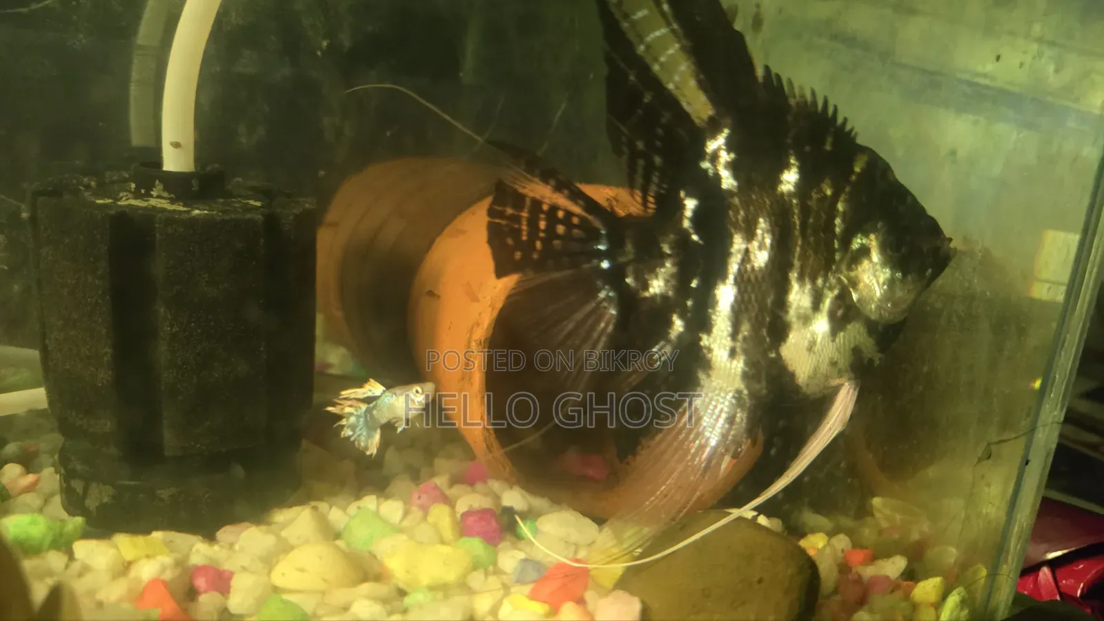 Medium Size Aquarium