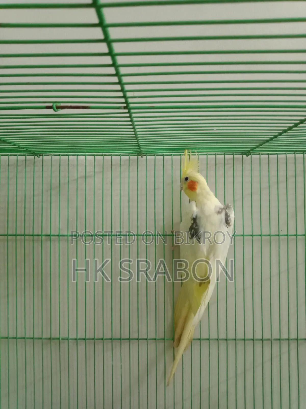 Cockatiel Female