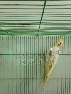 Cockatiel Female