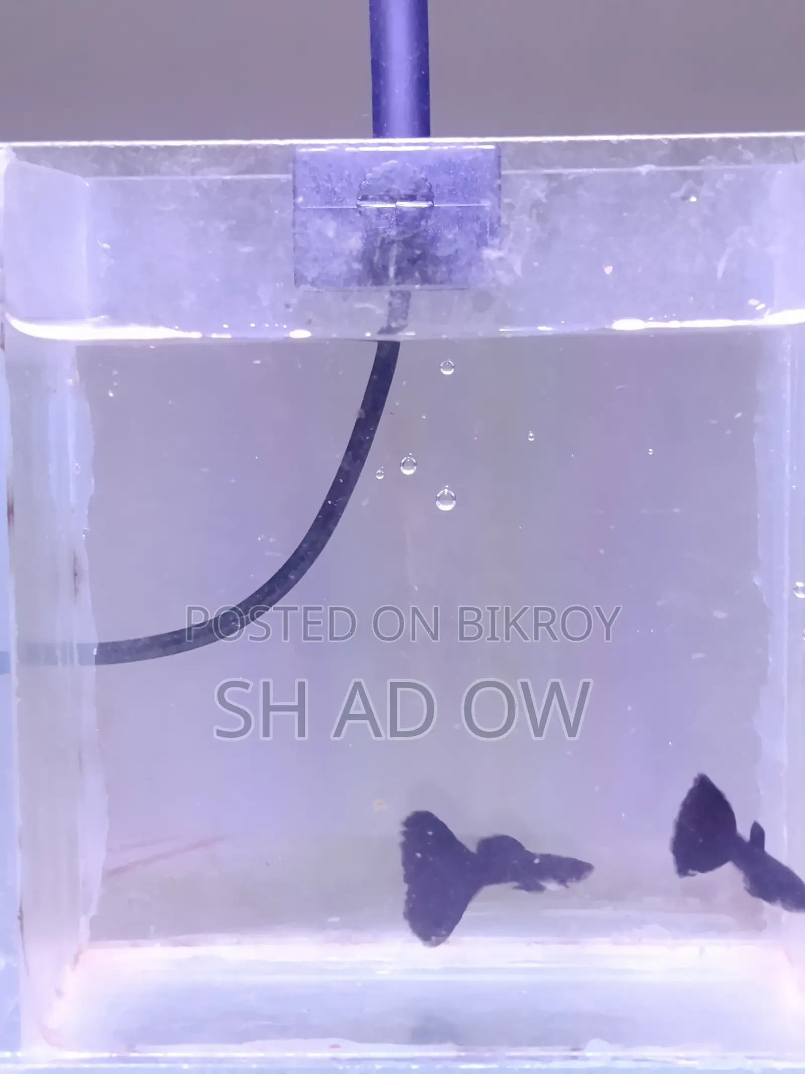 Black Moscow Guppy