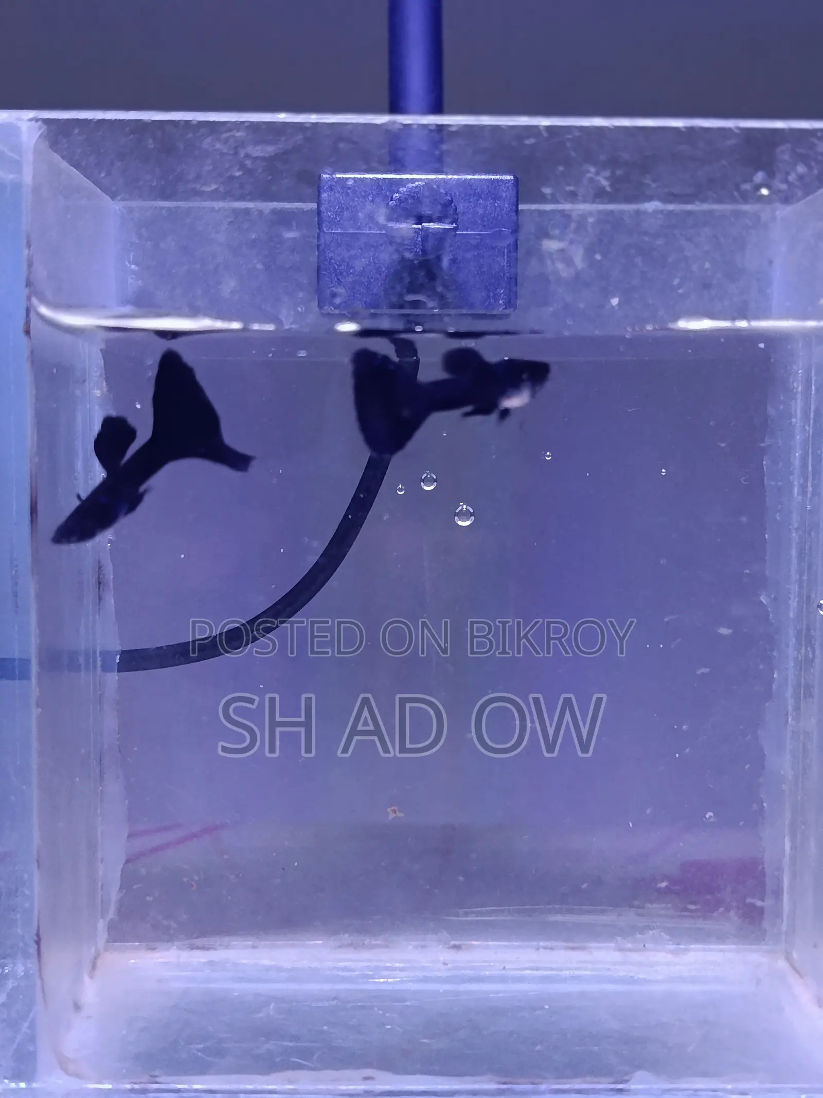 Black Moscow Guppy