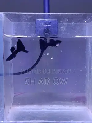 Black Moscow Guppy
