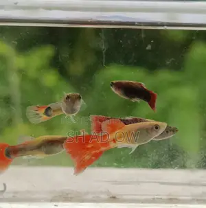 Available Mix Guppy