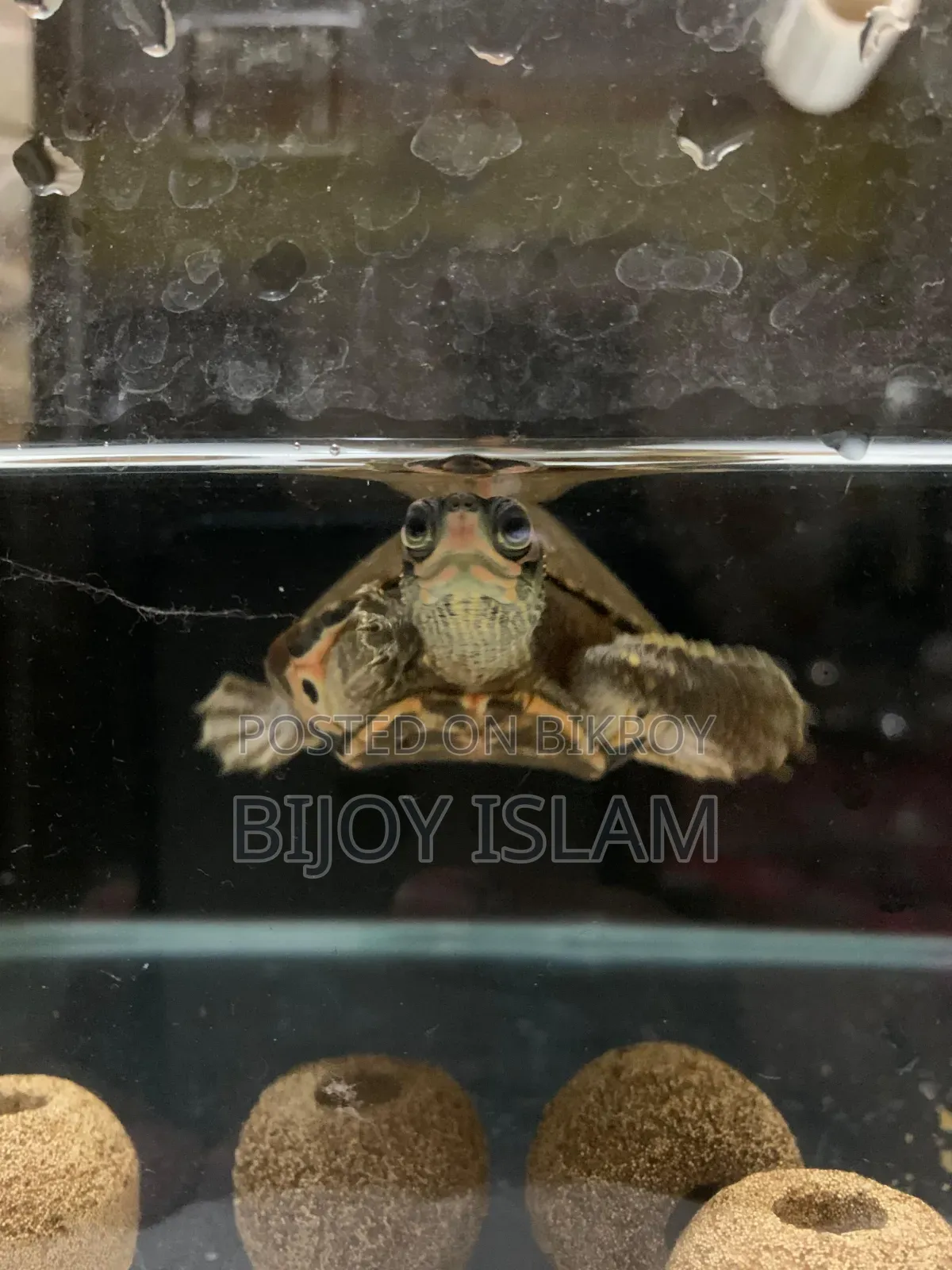 Turtle for Sale