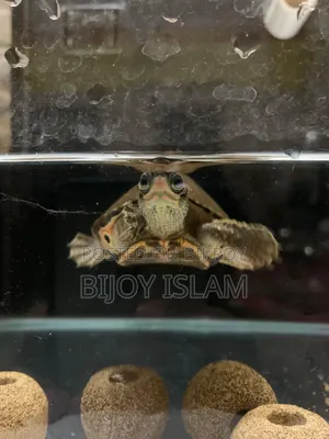 Turtle for Sale