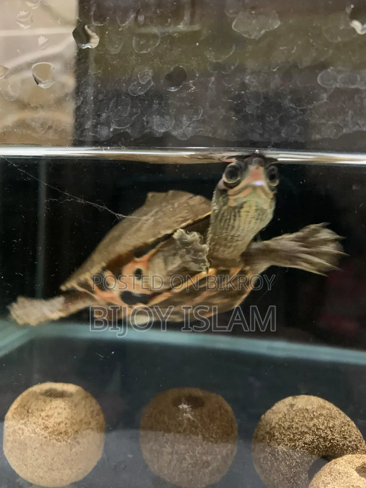 Turtle for Sale