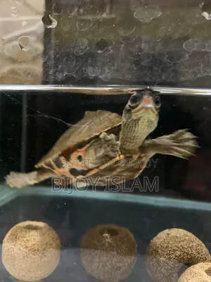 Turtle for Sale