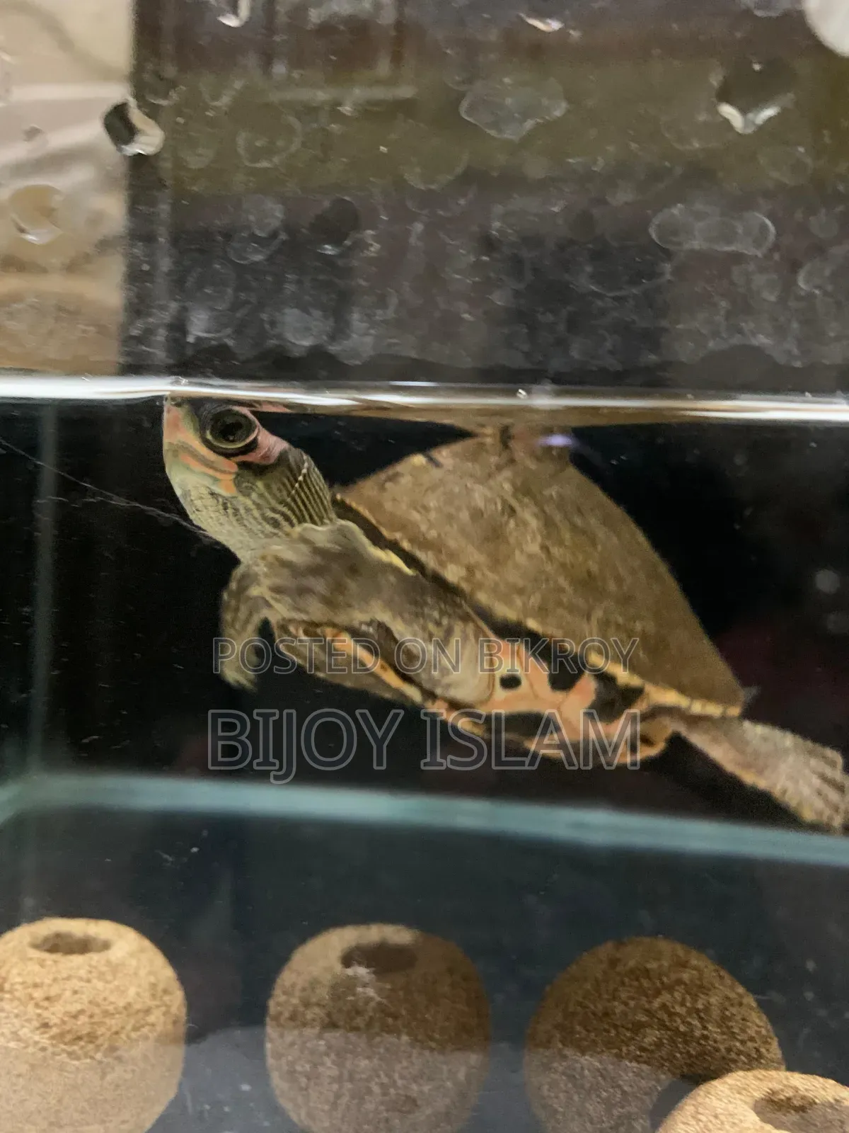 Turtle for Sale