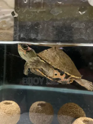 Turtle for Sale