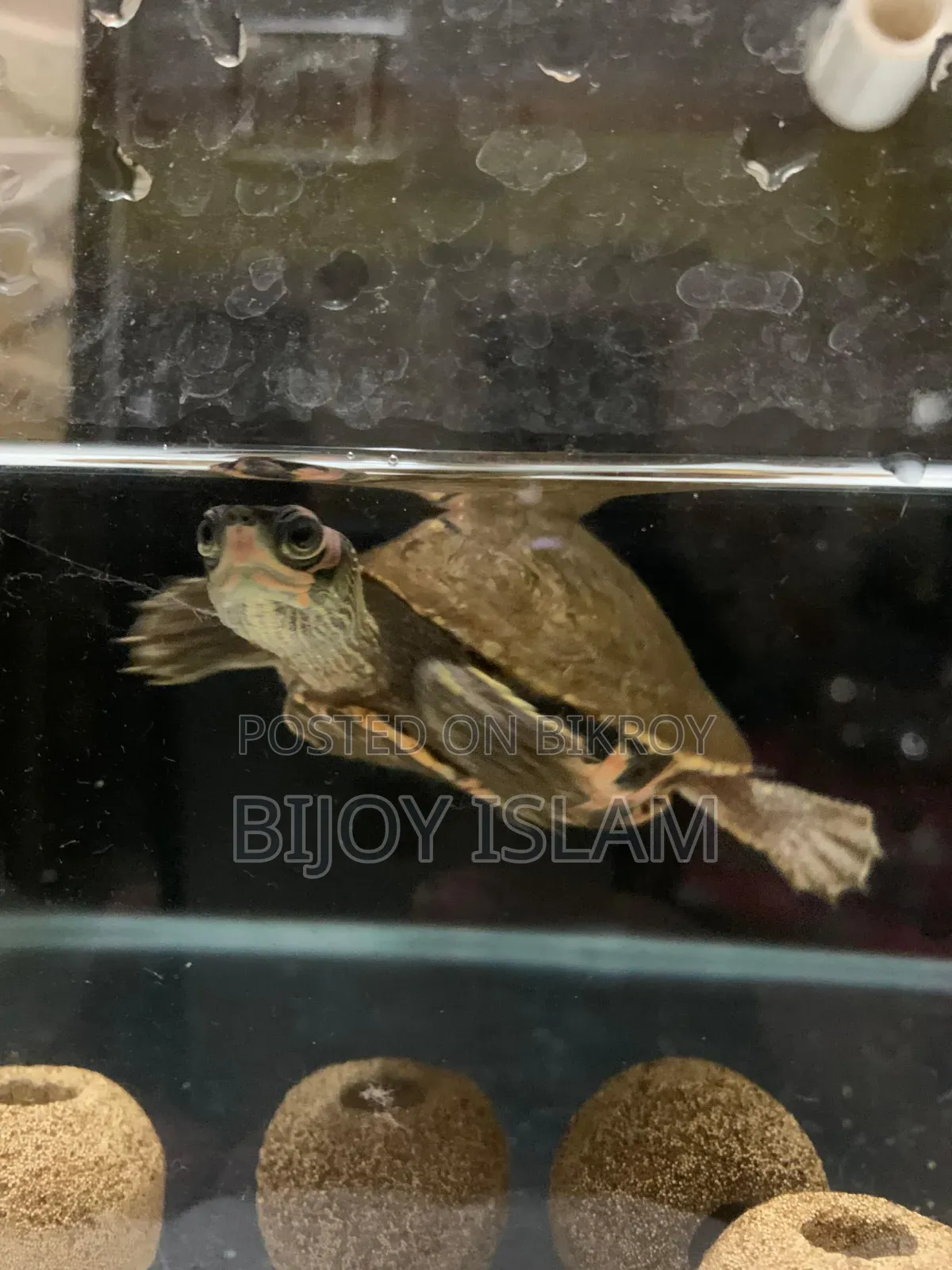 Turtle for Sale