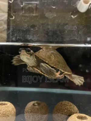 Turtle for Sale
