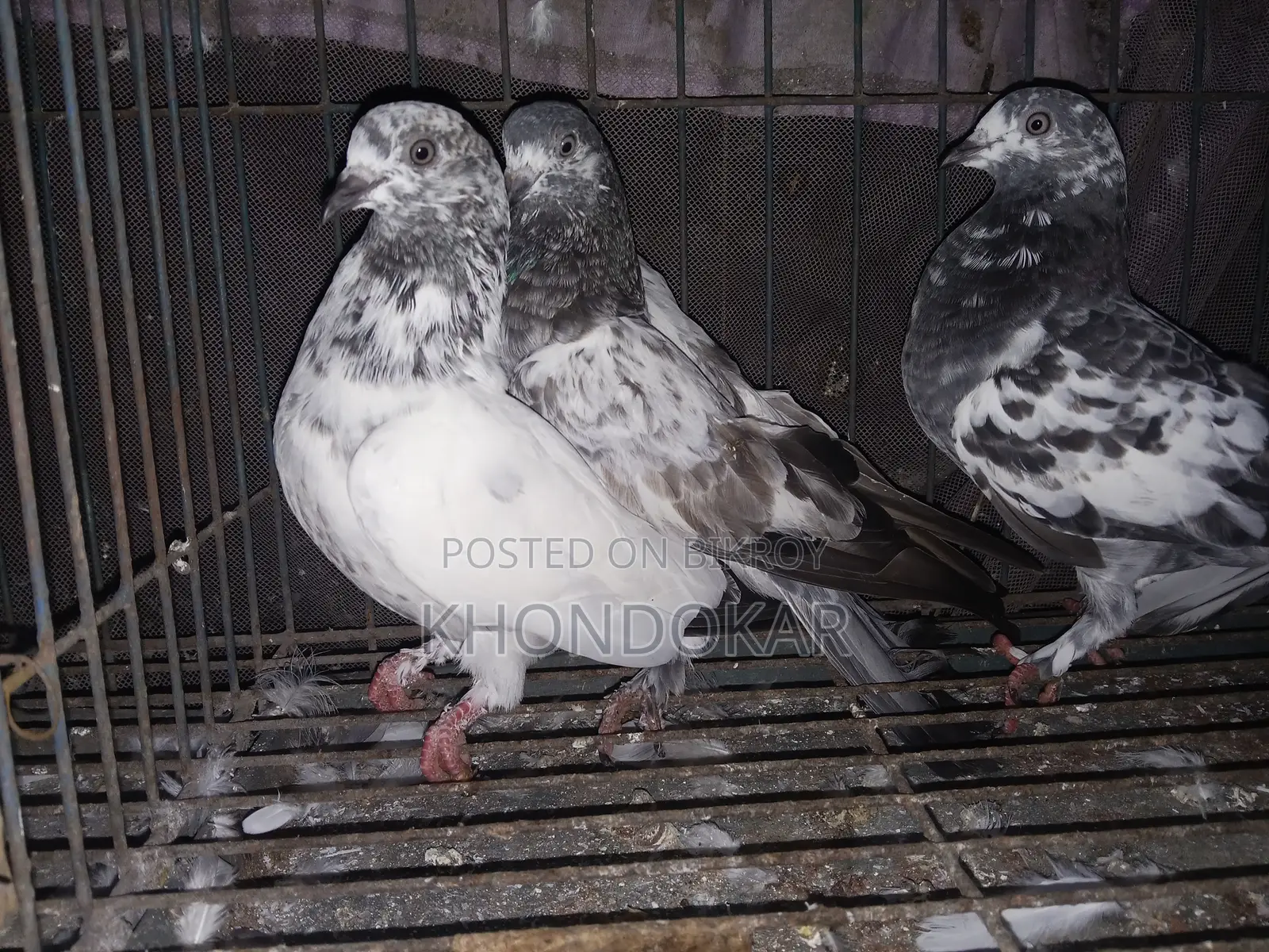উড়ানোর বাচ্চা ও খাওয়ার বাচ্চা।