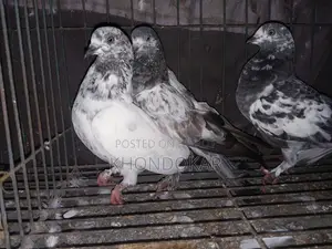 উড়ানোর বাচ্চা ও খাওয়ার বাচ্চা।