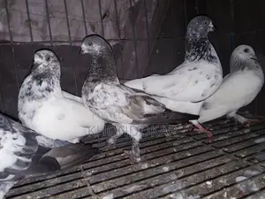 উড়ানোর বাচ্চা ও খাওয়ার বাচ্চা।
