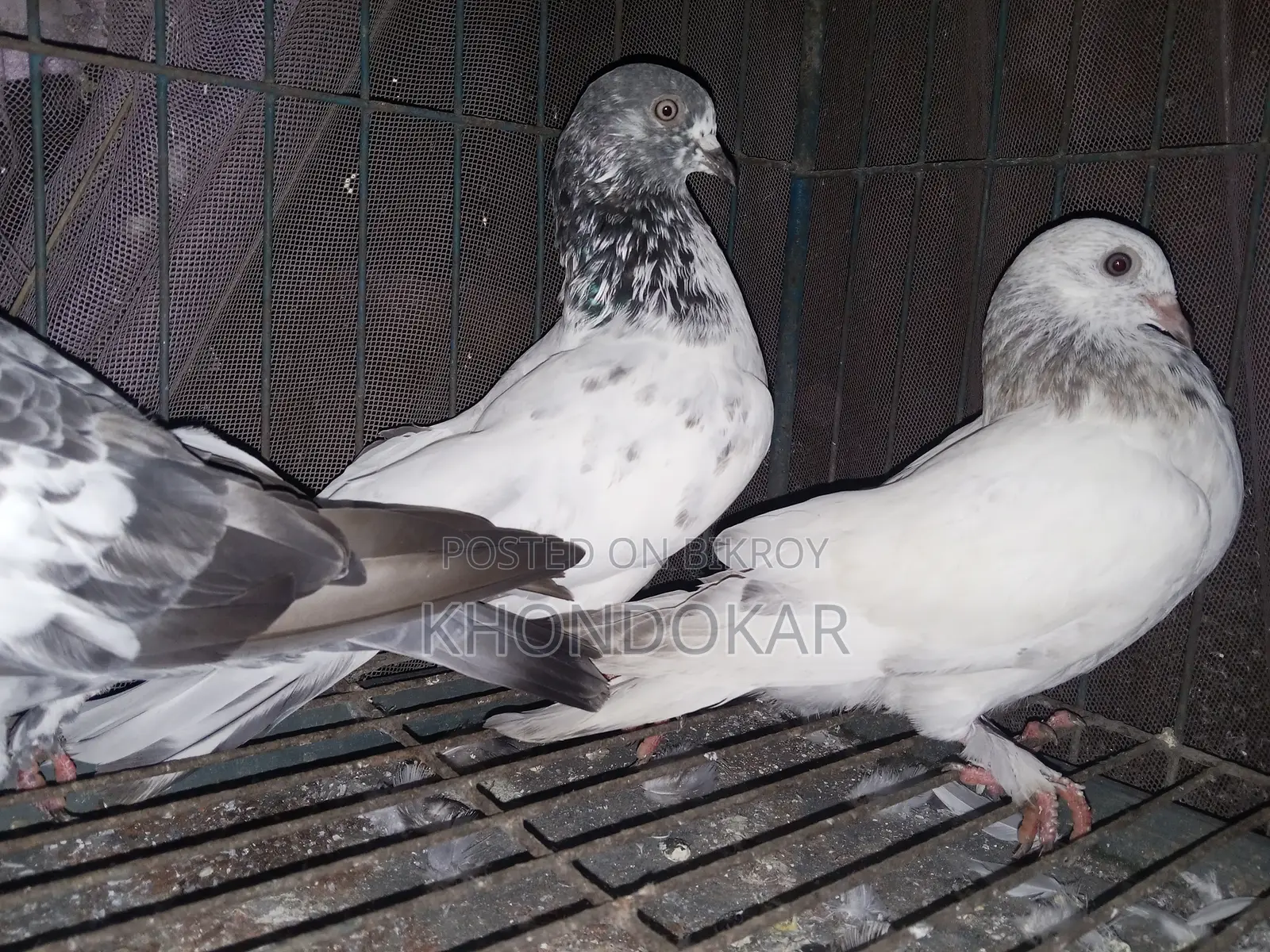 উড়ানোর বাচ্চা ও খাওয়ার বাচ্চা।