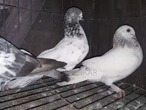 উড়ানোর বাচ্চা ও খাওয়ার বাচ্চা।