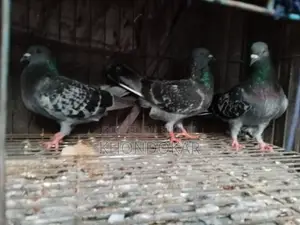 রানিং মাক্সি রেসার নর ও মাদি