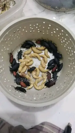 Live Beetle Insect for Sale | Beetle Insect | TAYBAH CREST FARMS