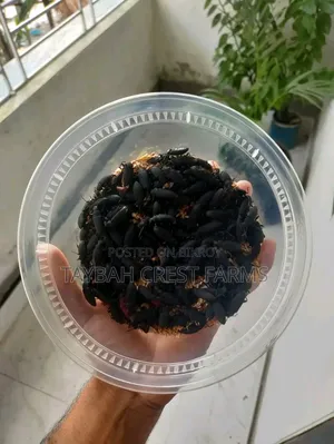 Live Beetle Insect for Sale | Beetle Insect | TAYBAH CREST FARMS