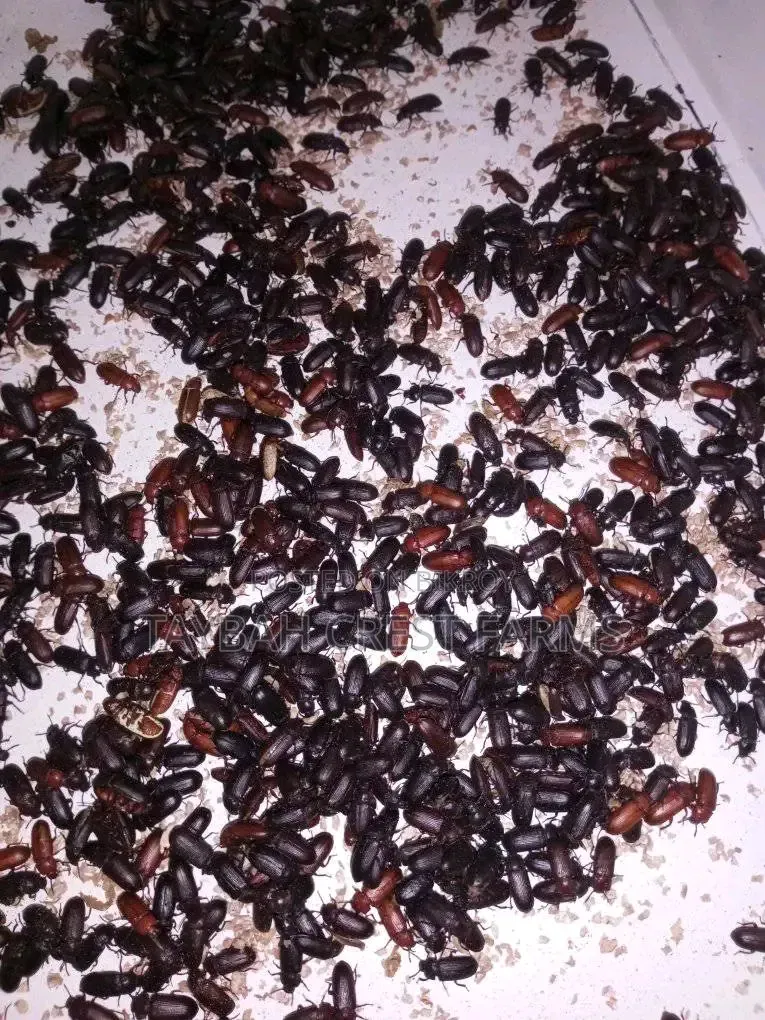 Live Beetle Insect for Sale | Beetle Insect | TAYBAH CREST FARMS
