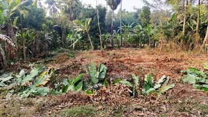 অল্প দামে ২০ শতক জমি